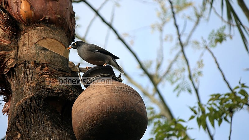 চলতি বছর নিপা ভাইরাসে দেশে ‘প্রথম মৃত্যু’