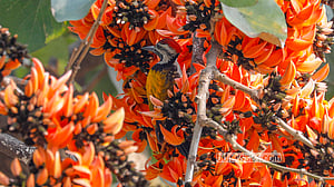 বসন্তের আগমনী বার্তা