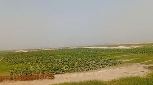 তিস্তার চরে, ভোটের মাঠে