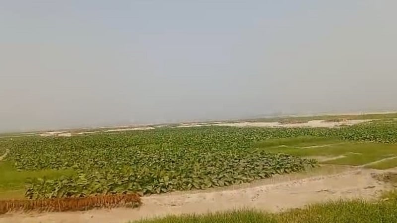 তিস্তার চরে, ভোটের মাঠে