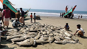 টেকনাফে এক জালে ধরা পড়ল সাড়ে ৫ লাখ টাকার মাছ