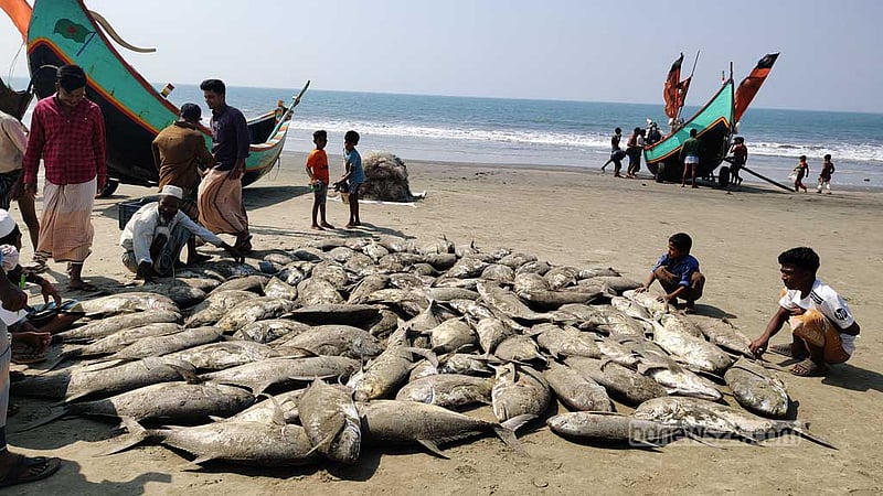 টেকনাফে এক জালে ধরা পড়ল সাড়ে ৫ লাখ টাকার মাছ