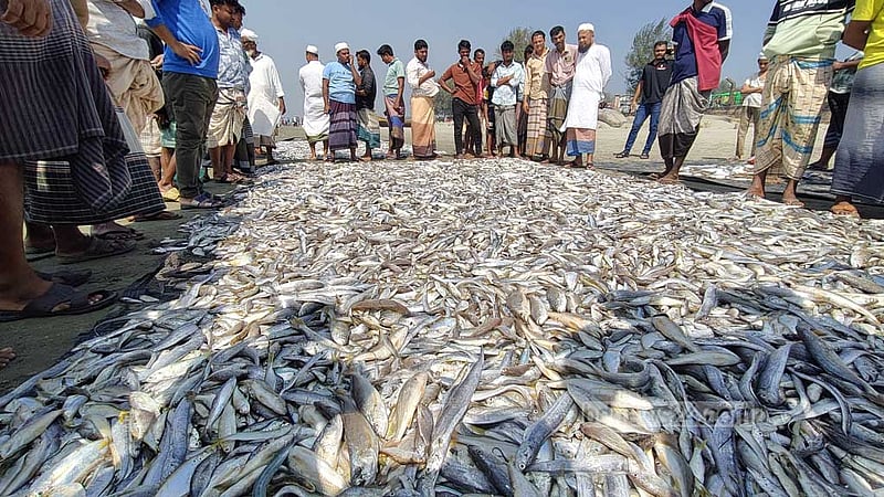 টেকনাফে টানা জালে ধরা পড়ল ১৩০ মণ মাছ, ১০ লাখে বিক্রি