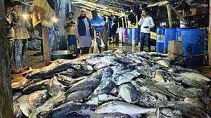 টেকনাফে জালে উঠল ১১২ মণ ‘নাগু’ মাছ, ২০ লাখে বিক্রি