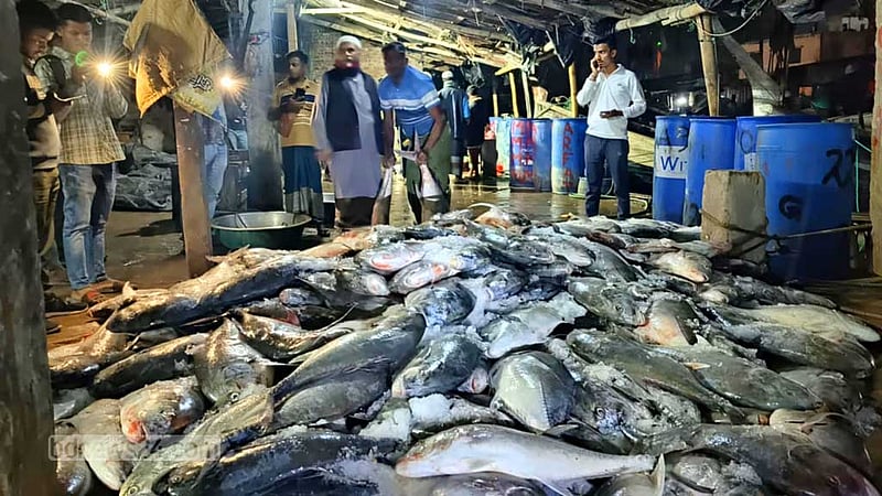 টেকনাফে জালে উঠল ১১২ মণ ‘নাগু’ মাছ, ২০ লাখে বিক্রি
