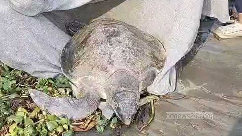 মেঘনায় জেলের জালে ৪০ কেজির কচ্ছপ, পরে অবমুক্ত