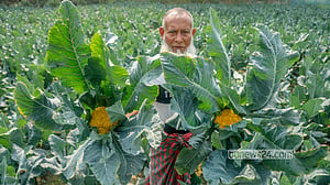 ঢাকার পাশে বিদেশি সবজির চাষ