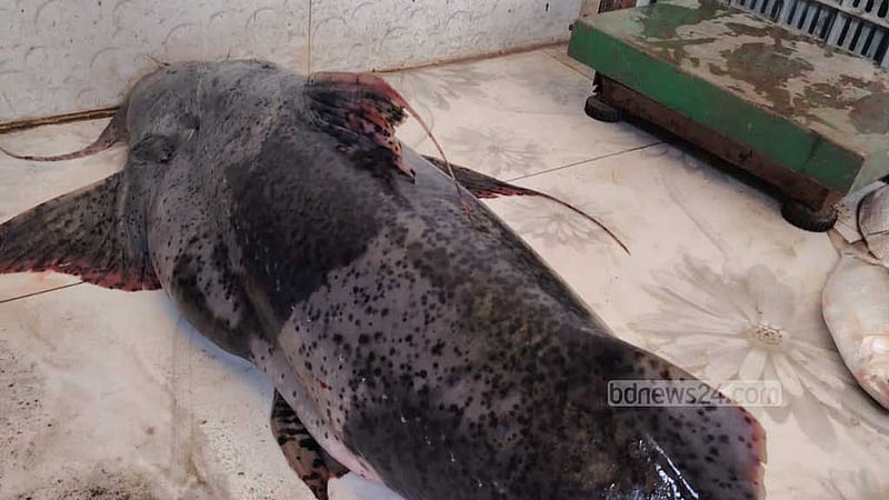 মেঘনায় জালে ধরা পড়ল ২০ কেজির বাঘাইড়, ৪৯ হাজারে বিক্রি