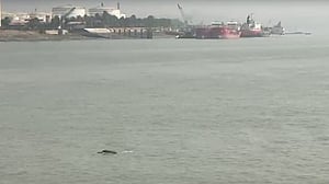 চট্টগ্রামের তিন নদী ও এক খালে ১৬৯ ডলফিন