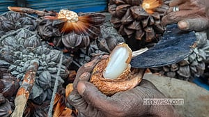 গোলপাতার ফল ঢাকায়