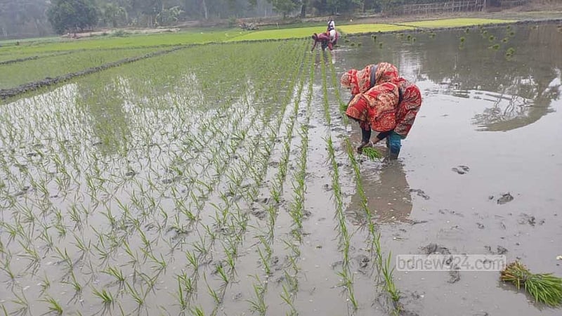 গোপালগঞ্জে শীতে মাঠে নামতে পারছে না কৃষক, বোরো চাষ ব্যাহত