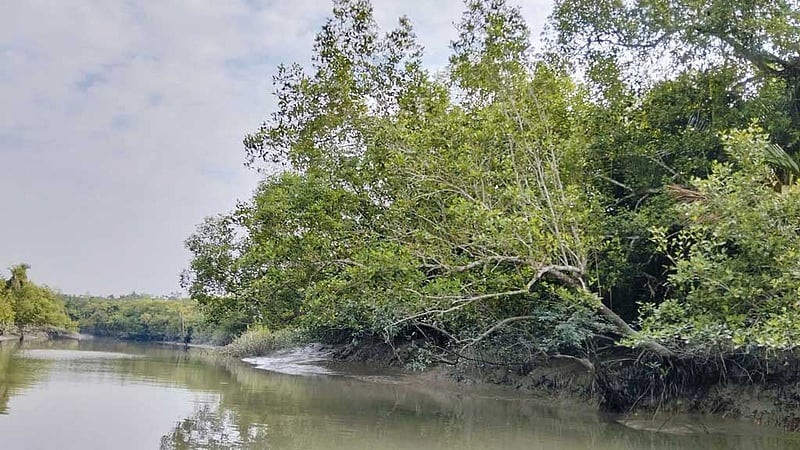 সুন্দরবনে দুই মাস কাঁকড়া ধরায় নিষেধাজ্ঞা