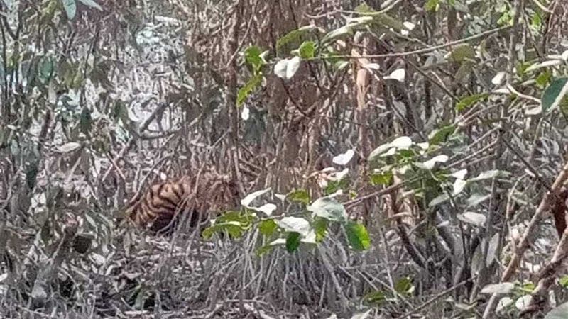 সুন্দরবনে চোরা শিকারিদের ফাঁদে আটকা বাঘ