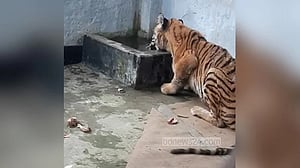 সুন্দরবনে উদ্ধার বাঘিনিটি দুর্বল, পায়ের ক্ষত নিয়ে নিবিড় পর্যবেক্ষণে