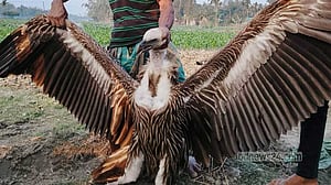 লালমনিরহাটে ভুট্টা ক্ষেতে মিলল অসুস্থ তিন শকুন