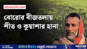 মাদারীপুরে শীত ও কুয়াশায় নষ্ট হচ্ছে বোরো বীজতলা
