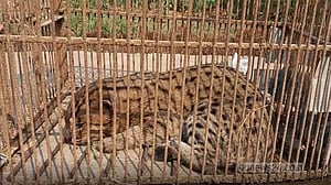 নেত্রকোণায় আহত অবস্থায় মেছোবাঘ উদ্ধার