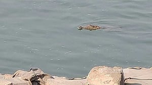রাজবাড়ীর পদ্মা নদীতে কুমির, আতঙ্কে মানুষ
