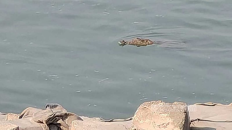 রাজবাড়ীর পদ্মা নদীতে কুমির, আতঙ্কে মানুষ