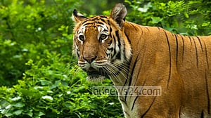 বাঘ-হাতি শিকারে ১২ বছরের জেল, হরিণ-হনুমানে ৫ বছর