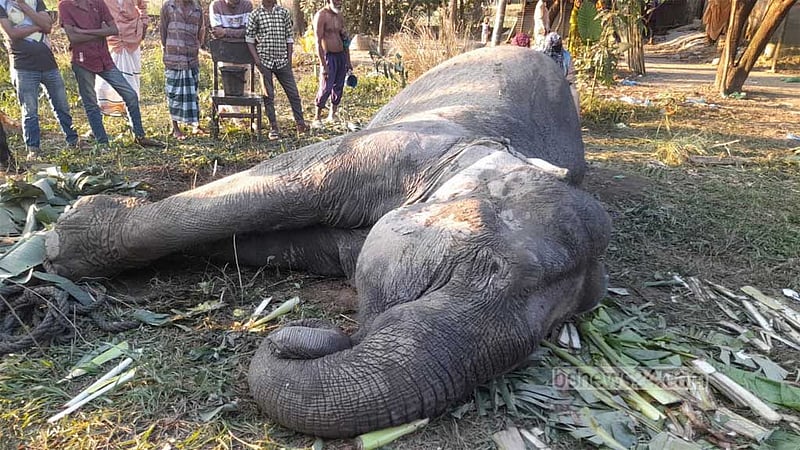 জলাশয়ে পড়ে যাওয়া হাতিটিকে বাঁচানো গেল না
