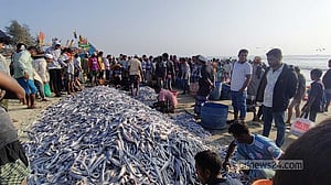 টেকনাফে এক জালে ধরা পড়ল ১০৬ মণ মাছ, বিক্রি ৯ লাখ টাকায়