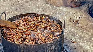 পাহাড়ে চলছে হলুদ শুকানোর কাজ