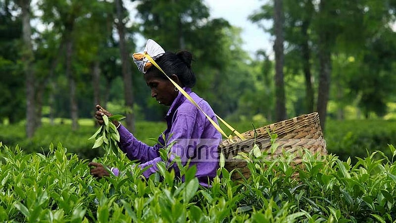 চা শ্রমিকদের মজুরি পুনর্নির্ধারণের বৈঠক অগাস্টে: শ্রমমন্ত্রী