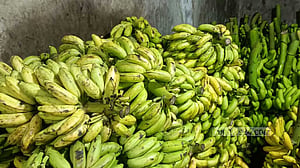 কলা পাকানো হচ্ছে ১০ ঘণ্টায়, কীভাবে?