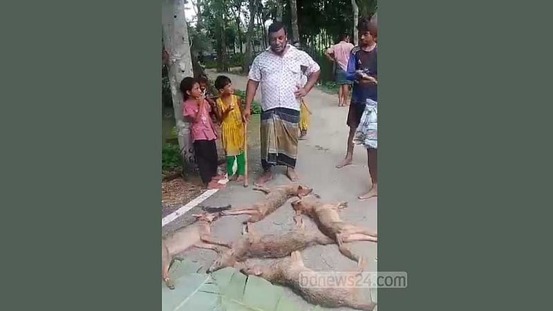 বরিশালে ৭ শিয়াল হত্যা, ফেইসবুকে মাংস নেওয়ার দাওয়াত