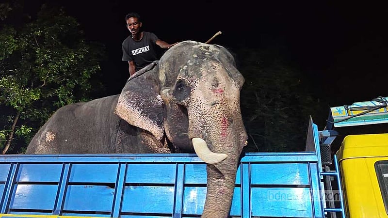 বগুড়ার সার্কাসের সেই অসুস্থ হাতিটি প্রধানমন্ত্রীর নির্দেশে জাতীয় চিড়িয়াখানায়