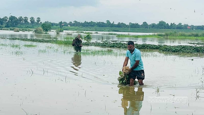 কুমিল্লায় পাহাড়ি ঢলে তলিয়েছে গোমতীর চরের ফসলি জমি