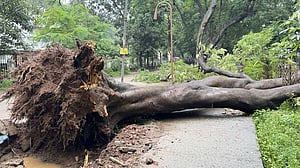 ঢাবির মলচত্বরে উপড়ে পড়ল বিরাট কৃষ্ণচূড়া গাছ