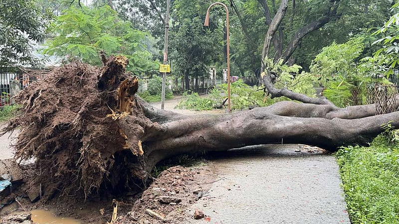 ঢাবির মলচত্বরে উপড়ে পড়ল বিরাট কৃষ্ণচূড়া গাছ