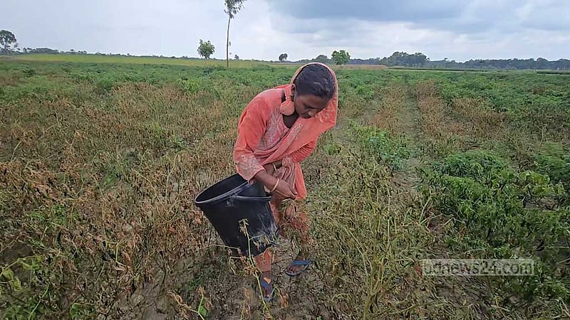 বৃষ্টিতে ফরিদপুরে মরিচ চাষে বিপর্যয়, দাম ৩০০ ছাড়িয়েছে