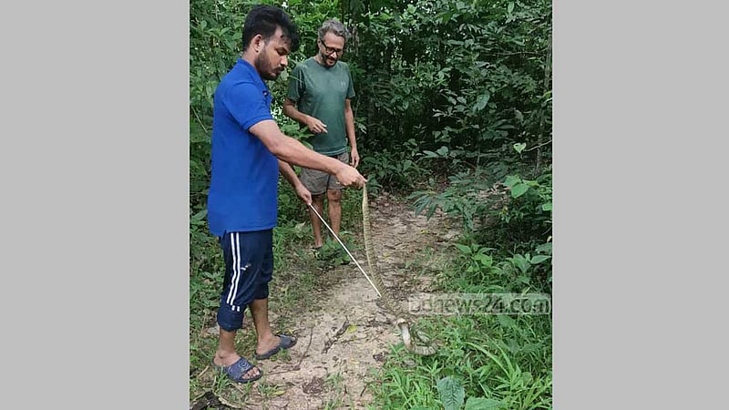 খাগড়াছড়িতে ৪ পদ্ম গোখরা সাপ বনে অবমুক্ত