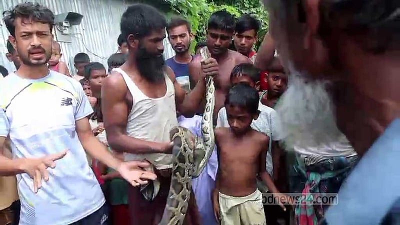কুড়িগ্রামে ১০ ফুট লম্বা অজগর উদ্ধার, বনবিভাগে হস্তান্তর