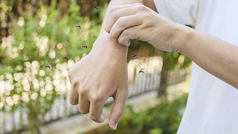 কিছু মানুষকে মশা বেশি কামড়ায়, কিন্তু কেন?