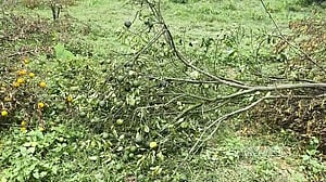সংরক্ষিত বন থেকে ফলবাগান উচ্ছেদ, সমালোচনার মুখে তদন্ত কমিটি গঠন