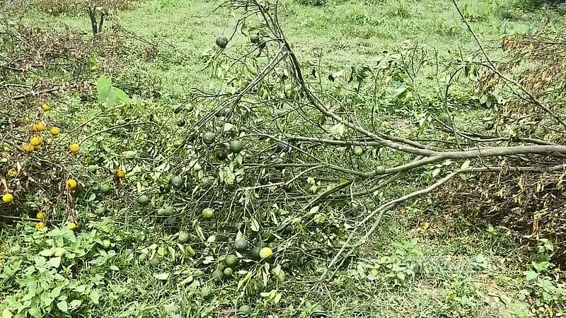 সংরক্ষিত বন থেকে ফলবাগান উচ্ছেদ, সমালোচনার মুখে তদন্ত কমিটি গঠন