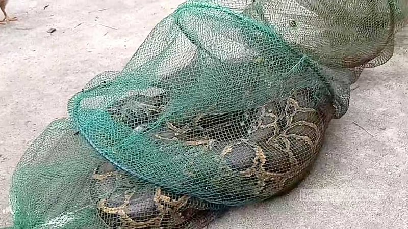 তিস্তার ঢলে ভেসে এল ৭ ফুটের অজগর