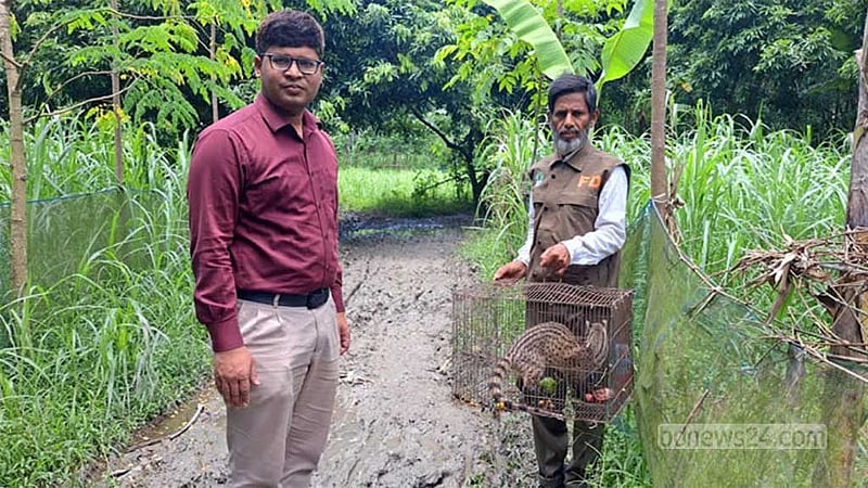 পাবনায় মাছ ধরার ফাঁদে আটকা গন্ধগোকুল উদ্ধার, বনে অবমুক্ত