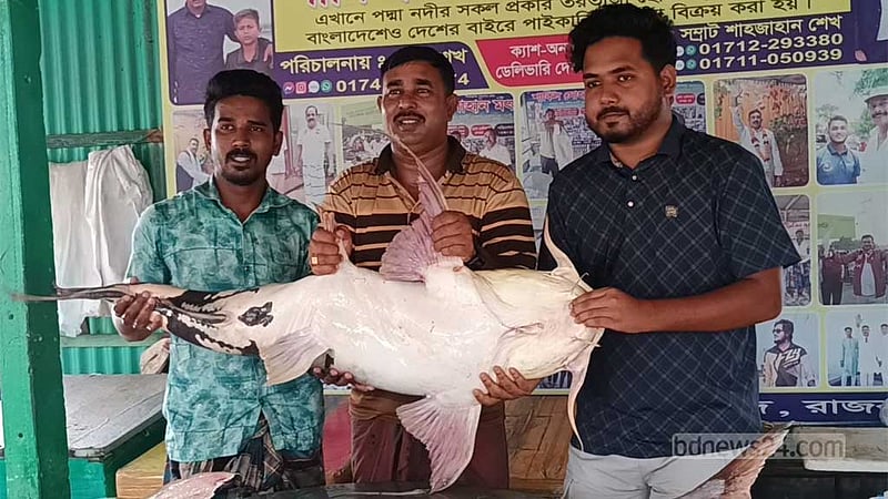 পদ্মার ৩টি মাছ বি‌ক্রি হ‌য়ে‌ছে প্রায় লাখ টাকায়