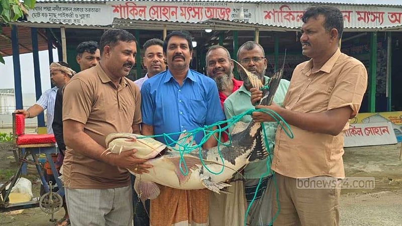 পদ্মায় ধরা পড়ল ২ বাঘাইড়, বি‌ক্রি ১ লাখ ১৪ হাজারে