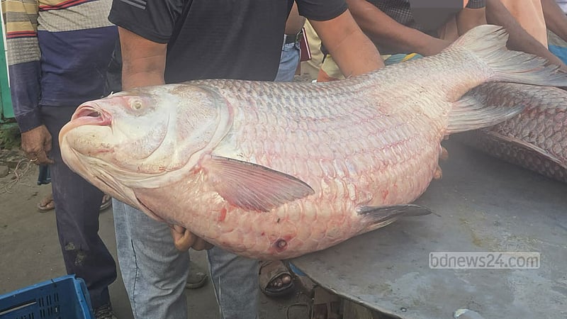 পদ্মায় ধরা ৩৫ কেজির কাতল, দাম উঠল ৭৩ হাজার ৫০০