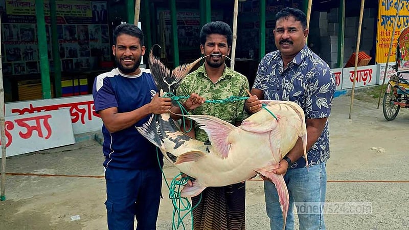 পদ্মায় জেলের জালে ধরা পড়ল ২৭ কেজির বাঘাআইড়