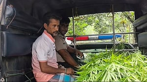 পাটক্ষেতের আড়ালে গাঁজা চাষ, ১১টি গাছসহ ‘মাদক ব্যবসায়ী’ গ্রেপ্তার