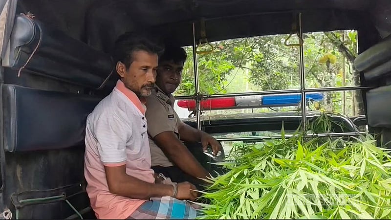 পাটক্ষেতের আড়ালে গাঁজা চাষ, ১১টি গাছসহ ‘মাদক ব্যবসায়ী’ গ্রেপ্তার