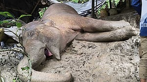টেকনাফের পাহাড় থেকে পড়ে যাওয়া হাতিটি মারা গেছে