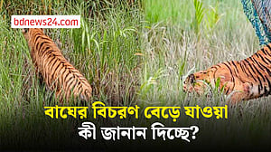 বাঘের বিচরণ বেড়ে যাওয়া কী জানান দিচ্ছে?